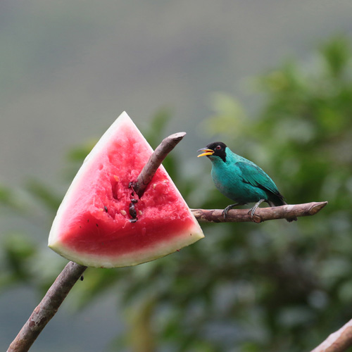 Green Honeycreeper